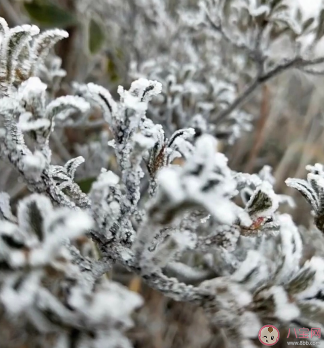 2019今日大雪的祝福 今日大雪發什么說說朋友圈