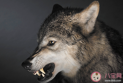 狼性文化是什么意思 狼性文化梗的出處是什么