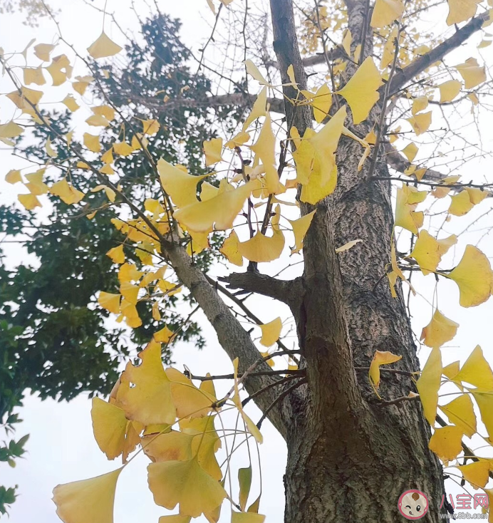 暖冬的說說心情短語 暖冬的唯美句子感慨2020