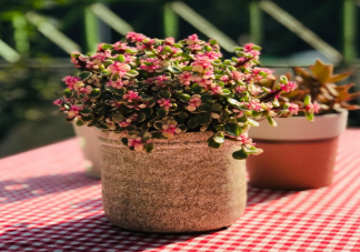 2020元旦節一個過傷感說說 一個人過元旦朋友圈圖片句子