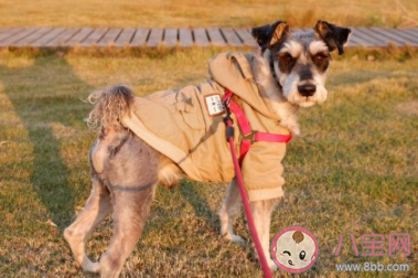 養(yǎng)寵物有多花錢 養(yǎng)只寵物的日常花費