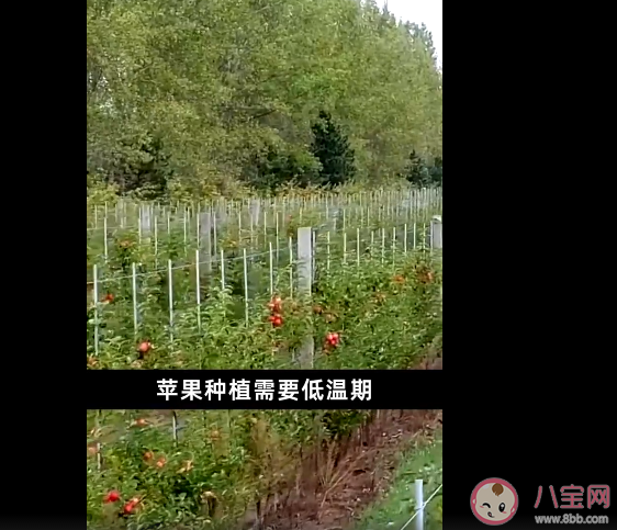 氣候變化或致蘋果減產(chǎn)變味是怎么回事 以后的蘋果會(huì)沒(méi)有蘋果味嗎