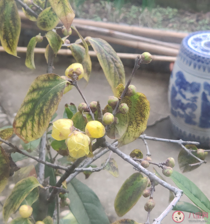 已經進入臘月的心情感慨 到臘月了的說說句子 已經進入臘月的心情感慨 到臘月了的說說句子