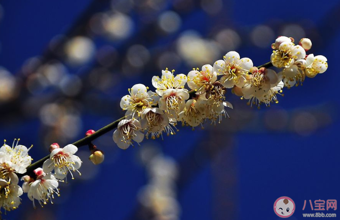 臘月到了的朋友圈經典說說 關于臘月的朋友圈心情句子大全 臘月到了的朋友圈經典說說 關于臘月的朋友圈心情句子大全