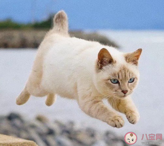 2020最新新年快樂的簡短祝福語 2020新年快樂句子說說