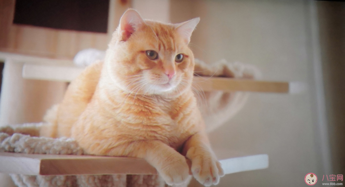 寵愛電影寵物都是什么品種 寵愛電影里面有哪些寵物 寵愛電影寵物都是什么品種 寵愛電影里面有哪些寵物