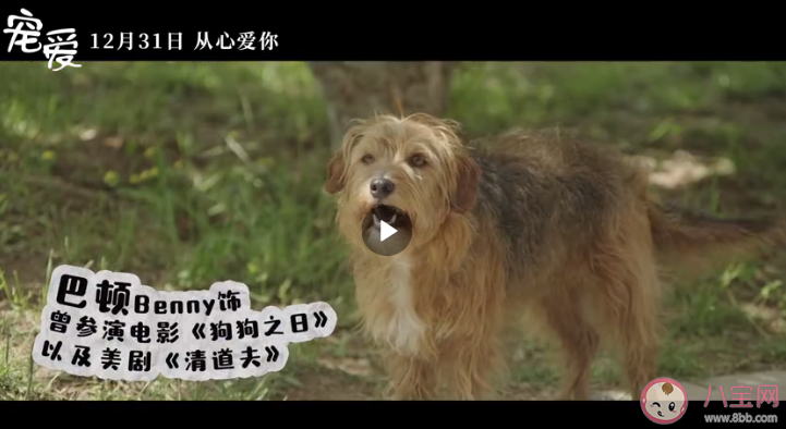 寵愛電影寵物都是什么品種 寵愛電影里面有哪些寵物 寵愛電影寵物都是什么品種 寵愛電影里面有哪些寵物