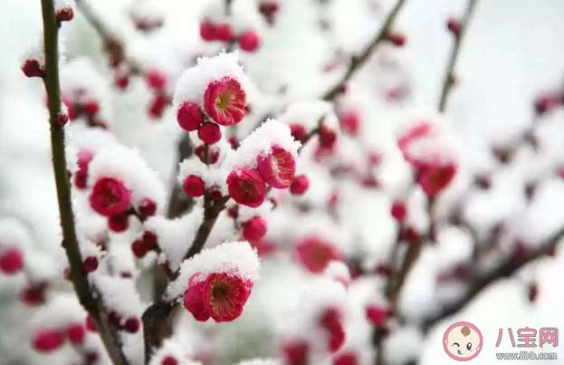 關于二十四節氣小寒的詩句 小寒相關的詩句諺語