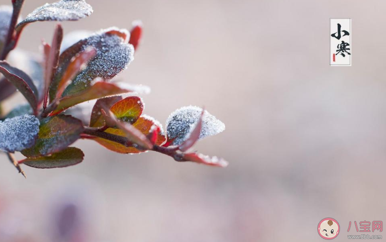 2020小寒節氣的順口溜諺語大全 與小寒節氣有關的諺語盤點