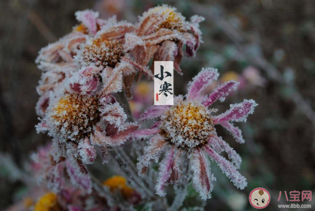 2020小寒節氣文案配圖說說句子 小寒到了朋友圈個性文案大全