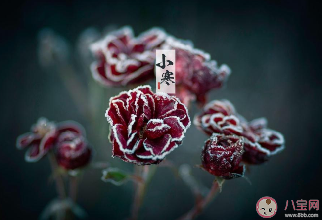 2020小寒節氣文案配圖說說句子 小寒到了朋友圈個性文案大全