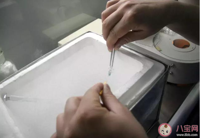 凍卵有年齡限制嗎 凍卵復蘇懷孕的幾率有多大