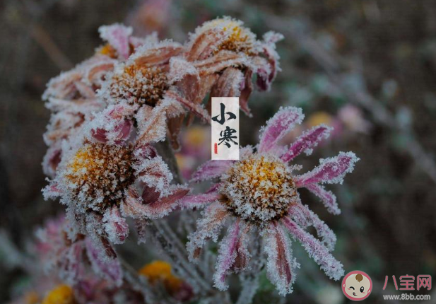 2020小寒到了早安說(shuō)說(shuō)文案 今日小寒早安心語(yǔ)發(fā)朋友圈