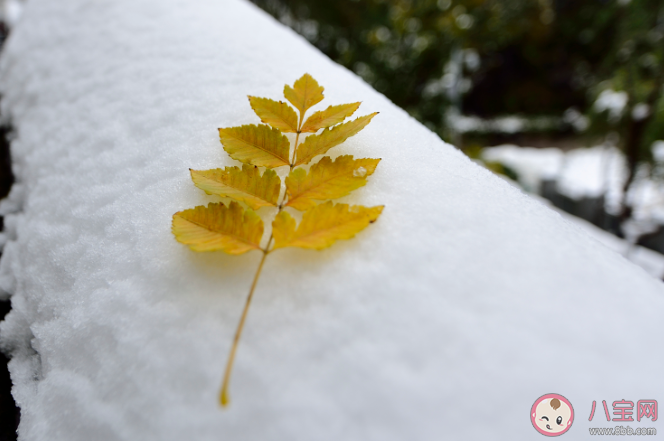 2020初雪的唯美心情句子 2020初雪到了的朋友圈說說大全