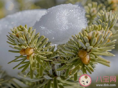 2020下雪天圖片心情短句 2020年下大雪了浪漫說說配圖