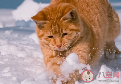 2020下雪天圖片心情短句 2020年下大雪了浪漫說說配圖