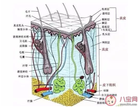 孕婦必須用專用的護膚品嗎 懷孕還能化妝護膚嗎