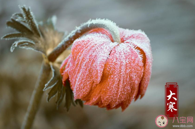 2020今日大寒節氣朋友圈心情句子 今日大寒唯美文案說說