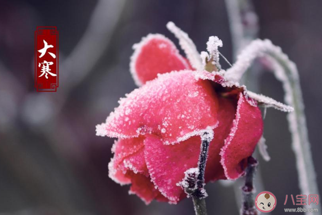 2020今日大寒節氣朋友圈心情句子 今日大寒唯美文案說說