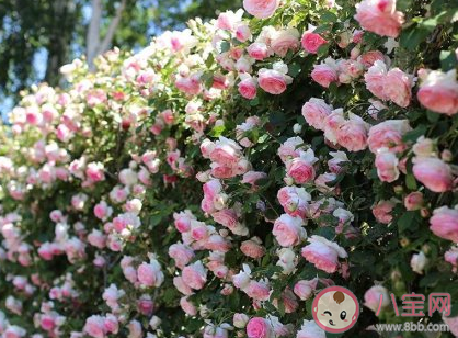 不考慮薪水最想從事的工作 年輕人最想做什么 不考慮薪水最想從事的工作 年輕人最想做什么