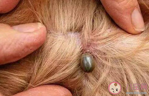 狗狗第一次驅(qū)蟲怎么做 狗狗應(yīng)該怎么除蟲