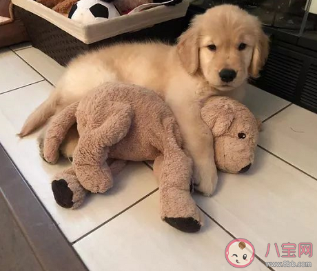 狗狗第一次驅(qū)蟲怎么做 狗狗應(yīng)該怎么除蟲