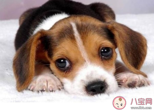 狗狗第一次驅(qū)蟲怎么做 狗狗應(yīng)該怎么除蟲