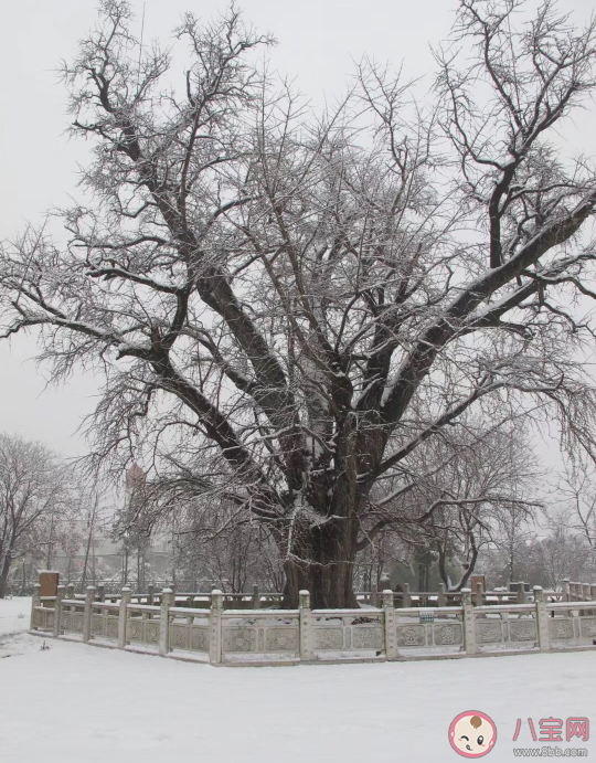 2020年的第一場雪說說朋友圈 2020年第一場雪發什么朋友圈好
