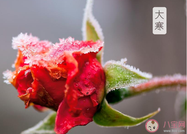 2020大寒早安心語文案句子帶圖 大寒節氣早安朋友圈說說祝福語