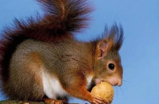 2020生鼠寶寶備孕時間表 生鼠寶寶的最晚時間