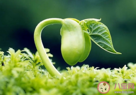 2020立春養生食譜大全 立春養生菜譜制作方法