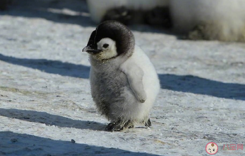 2020起名姓胡可以叫什么名字好 2020姓胡起名推薦