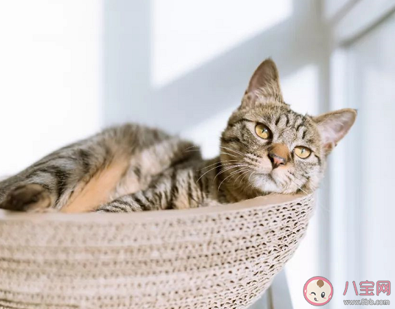 留守寵物如何過年 寵物自己待著會有什么影響嗎