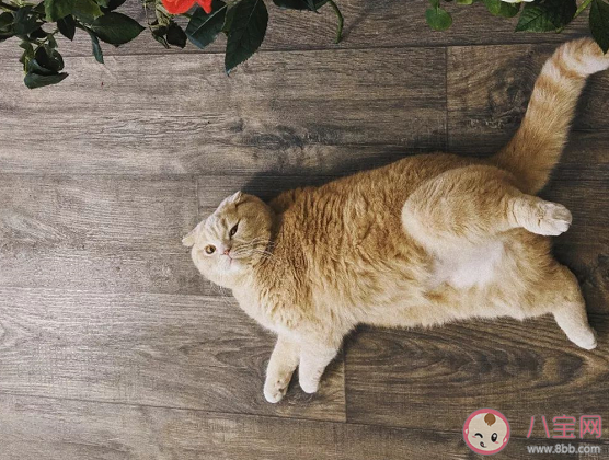 留守寵物如何過年 寵物自己待著會有什么影響嗎