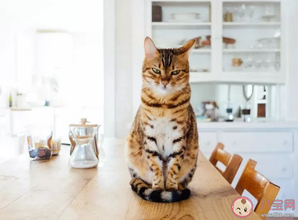 留守寵物如何過年 寵物自己待著會有什么影響嗎