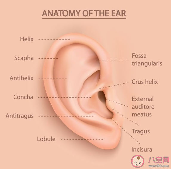 孩子得中耳炎的原因是什么 寶寶得中耳炎有什么癥狀 孩子得中耳炎的原因是什么 寶寶得中耳炎有什么癥狀