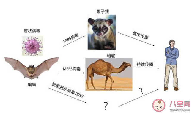 新型冠狀病毒感染了一定會發熱嗎 新型冠狀病毒前期的癥狀有哪些