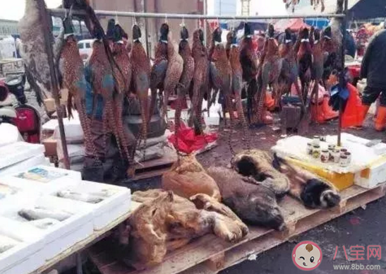 新型冠狀病毒來源哪里 吃野生動物的危害是什么