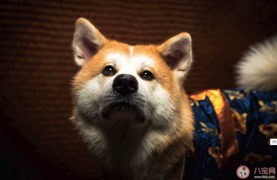 新型肺炎寵物會感染嗎 寵物會不會感染新型病毒