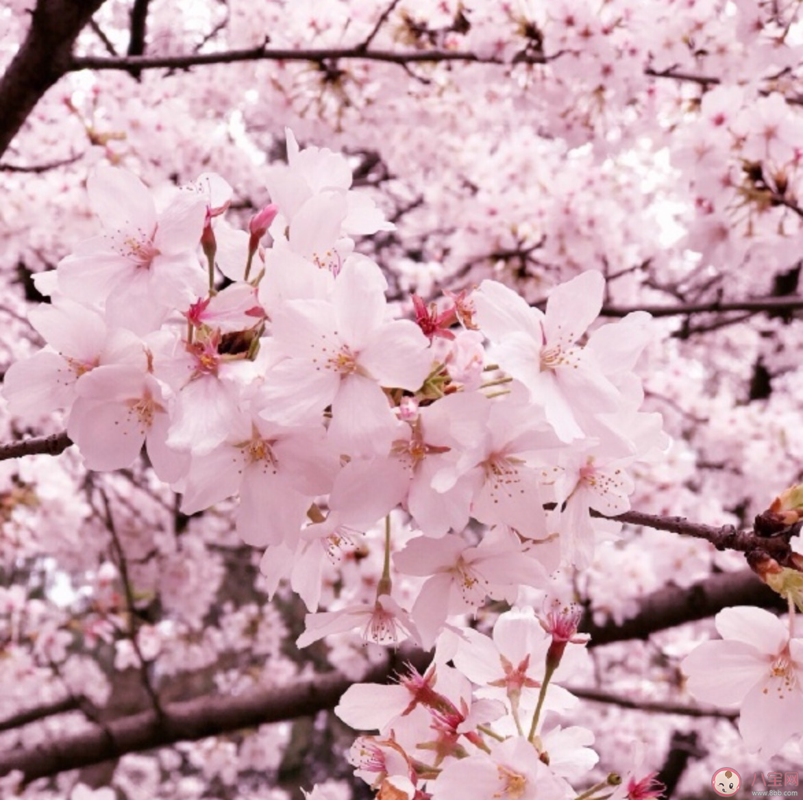 沒有一個春天不會到來文案說說 沒有一個春天不會到來心情感言句子