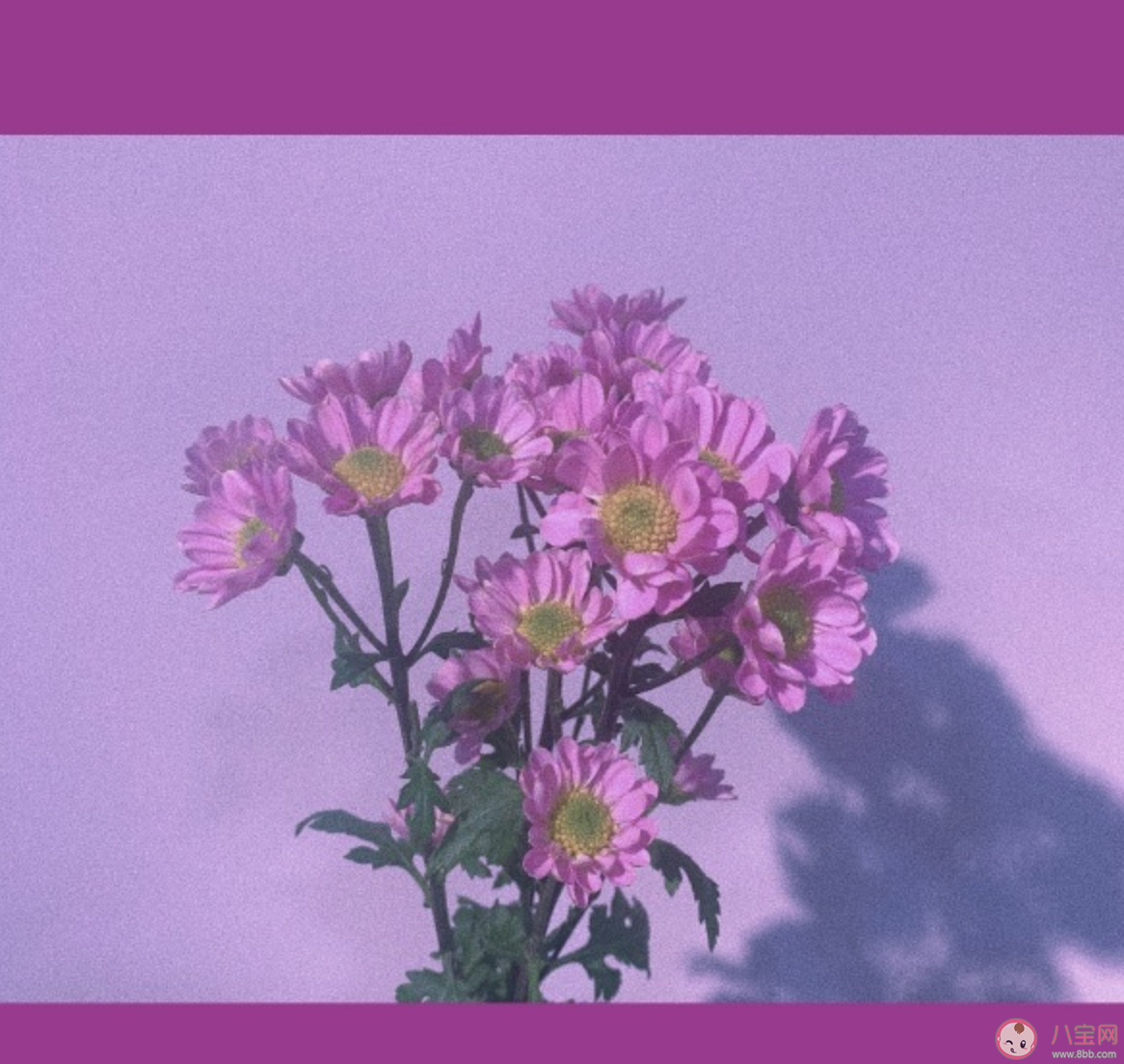 沒有一個春天不會到來文案說說 沒有一個春天不會到來心情感言句子