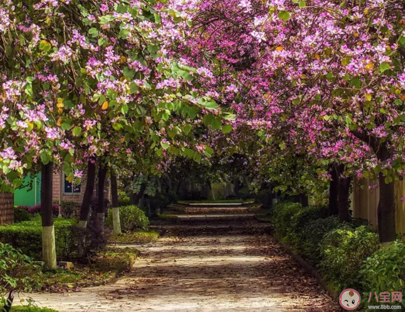 春天來了朋友圈文案 春天來了朋友圈文案句子大全 春天來了朋友圈文案 春天來了朋友圈文案句子大全