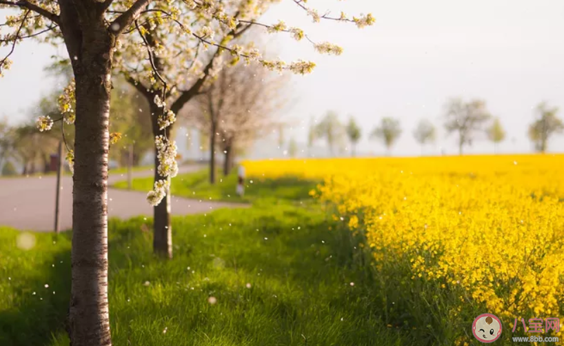 2020春天來(lái)了心情說(shuō)說(shuō) 2020春天來(lái)了心情句子 2020春天來(lái)了心情說(shuō)說(shuō) 2020春天來(lái)了心情句子