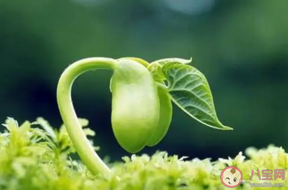 立春之后吃什么養生 立春之后養生食物推薦