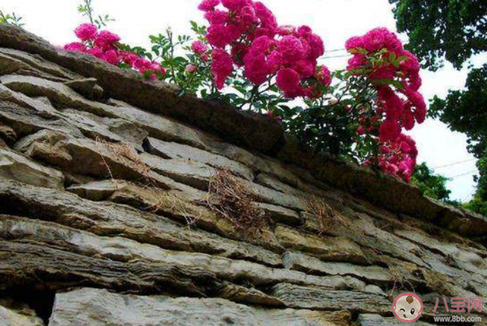 2020關于春天的有意境的古詩大全 描寫春天的優美詩詞賞析