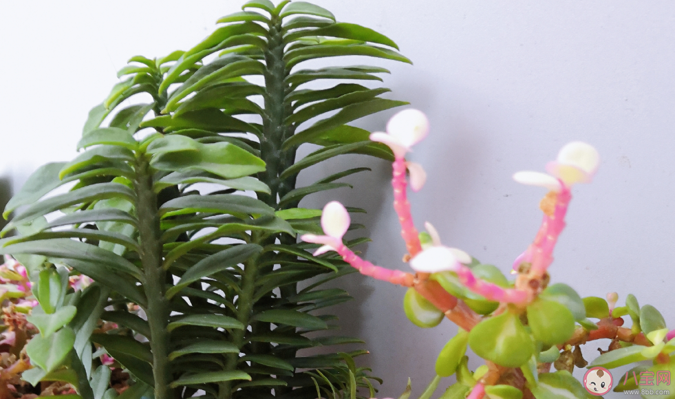 酒精怎么消毒冠狀病毒 怎么在家進行消毒新型冠狀病毒