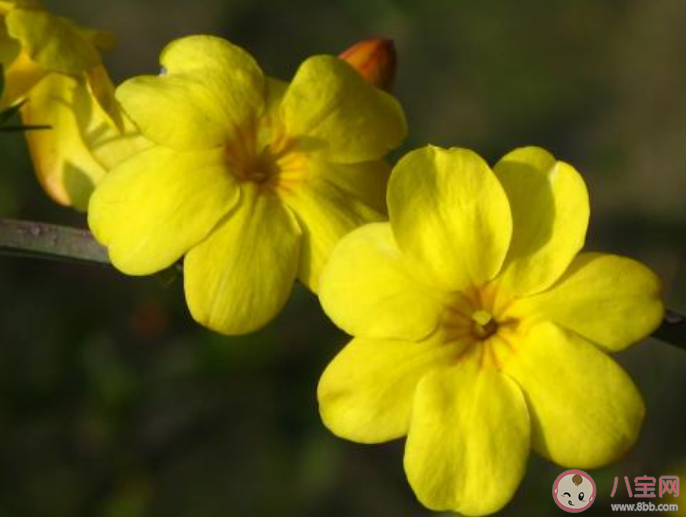欣賞迎春花發(fā)朋友圈的說說2020  曬迎春花圖片的朋友圈配文