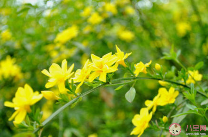 欣賞迎春花發(fā)朋友圈的說說2020  曬迎春花圖片的朋友圈配文