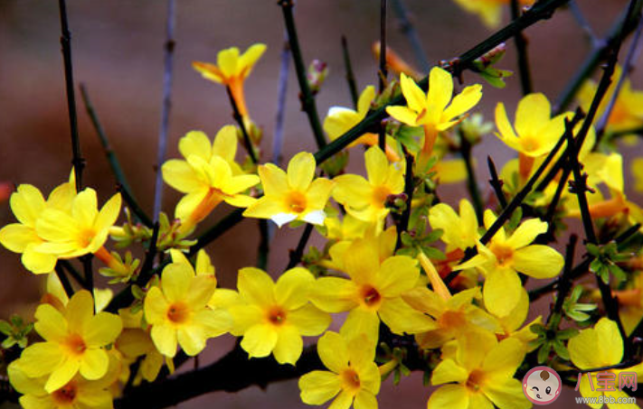 欣賞迎春花發(fā)朋友圈的說說2020  曬迎春花圖片的朋友圈配文