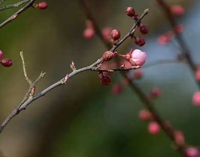 雨水三候是什么意思 雨水節氣是哪三候 雨水三候是什么意思 雨水節氣是哪三候